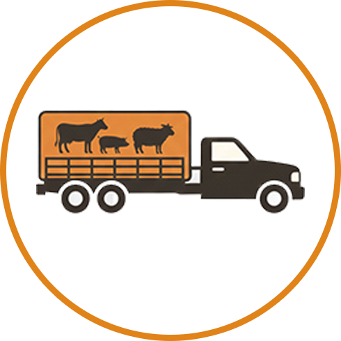 Livestock Taxi